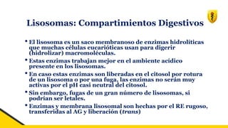 Lisosomas: Compartimientos Digestivos
• El lisosoma es un saco membranoso de enzimas hidrolíticas
que muchas células eucarióticas usan para digerir
(hidrolizar) macromoléculas.
• Estas enzimas trabajan mejor en el ambiente acídico
presente en los lisosomas.
• En caso estas enzimas son liberadas en el citosol por rotura
de un lisosoma o por una fuga, las enzimas no serán muy
activas por el pH casi neutral del citosol.
• Sin embargo, fugas de un gran número de lisosomas, si
podrían ser letales.
• Enzimas y membrana lisosomal son hechas por el RE rugoso,
transferidas al AG y liberación (trans)
 