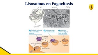 Lisosomas en Fagocitosis
 