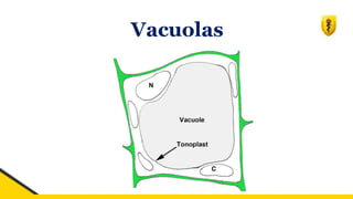Vacuolas
 