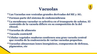 Vacuolas
• Las Vacuolas son vesículas grandes derivadas del RE y AG.
• Forman parte del sistema de endomembrana
• La membrana vacuolar es selectiva en el transporte de solutos. El
contenido de la vacuola difiere en su composición de la del
citosol.
• Vacuolas de alimento
• Vacuola contráctil
• Células vegetales maduras contienen una gran vacuola central
que resulta de la coalescencia de varias vacuolas pequeñas.
• Vacuolas almacenan iones inorgánicos, compuestos de defensa,
pigmentos, etc
 