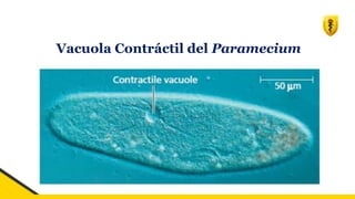 Vacuola Contráctil del Paramecium
 