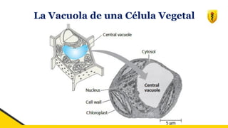 La Vacuola de una Célula Vegetal
 