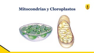 Mitocondrias y Cloroplastos
 