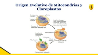 Origen Evolutivo de Mitocondrias y
Cloroplastos
 