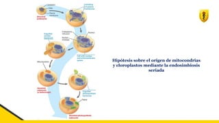 Hipótesis sobre el origen de mitocondrias
y cloroplastos mediante la endosimbiosis
seriada
 