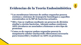 Evidencias de la Teoría Endosimbiótica
•Las membranas internas de ambas organelas poseen
enzimas y sistemas de transporte homólogos a aquellos
encontrados en la MP de bacterias actuales.
•Mit y Cps se replican mediante un proceso de división
similar a ciertas bacterias. Además ambas contienen
ADN circulares no asociados a histonas u otro tipo de
proteínas
•Como es de esperar ambas organelas poseen la
maquinaria celular (incluyendo ribosomas) necesaria
para transcribir y traducir su ADN en proteínas.
 