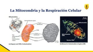La Mitocondria y la Respiración Celular
 