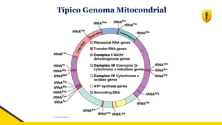 Típico Genoma Mitocondrial
 