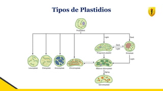 Tipos de Plastidios
 