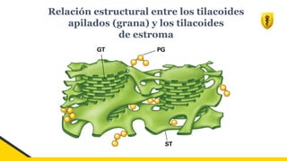 Relación estructural entre los tilacoides
apilados (grana) y los tilacoides
de estroma
 