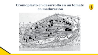 Cromoplasto en desarrollo en un tomate
en maduración
 