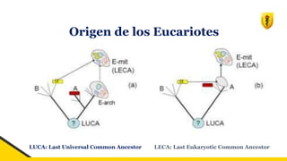 Origen de los Eucariotes
LECA: Last Eukaryotic Common Ancestor
LUCA: Last Universal Common Ancestor
 