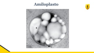 Amiloplasto
 
