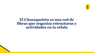 El Citoesqueleto es una red de
fibras que organiza estructuras y
actividades en la célula
 