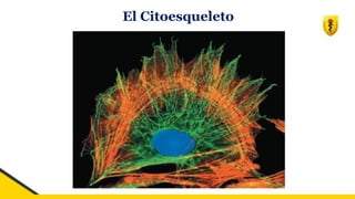 El Citoesqueleto
 