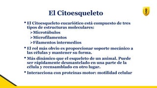 El Citoesqueleto
•El Citoesqueleto eucariótico está compuesto de tres
tipos de estructuras moleculares:
➢Microtúbulos
➢Microfilamentos
➢Filamentos intermedios
•El rol más obvio es proporcionar soporte mecánico a
las células y mantener su forma.
•Más dinámico que el esqueleto de un animal. Puede
ser rápidamente desmantelado en una parte de la
célula y reensamblado en otro lugar.
•Interacciona con proteínas motor: motilidad celular
 