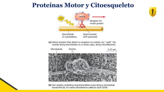 Proteínas Motor y Citoesqueleto
 
