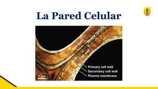 La Pared Celular
 