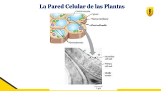 La Pared Celular de las Plantas
 