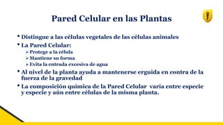 Pared Celular en las Plantas
• Distingue a las células vegetales de las células animales
• La Pared Celular:
➢Protege a la célula
➢Mantiene su forma
➢Evita la entrada excesiva de agua
• Al nivel de la planta ayuda a mantenerse erguida en contra de la
fuerza de la gravedad
• La composición química de la Pared Celular varía entre especie
y especie y aún entre células de la misma planta.
 