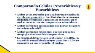 Comparando Celúlas Procarióticas y
Eucarióticas
•Ambas están rodeadas por una barrera selectiva: la
membrana plasmática. En el interior, tenemos una
sustancia semifluída y gelatinosa: el citosol, en el
cual se encuentran los componentes subcelulares.
•Ambas contienen cromosomas que portan los genes
en la forma de ADN.
•Ambas contienen ribosomas, que son pequeños
complejos donde se fabrican proteínas.
•La principal diferencia es la ubicación del ADN. En
una célula eucariótica la mayor parte de su ADN se
encuentra en una organella, el núcleo.
 