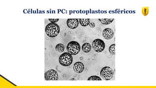 Células sin PC: protoplastos esféricos
 