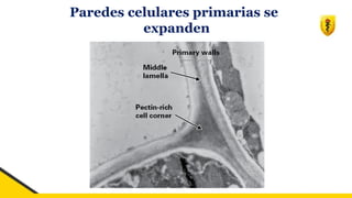 Paredes celulares primarias se
expanden
 