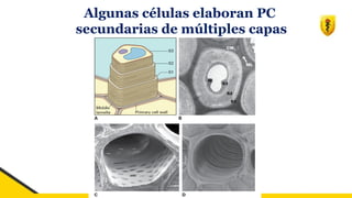 Algunas células elaboran PC
secundarias de múltiples capas
 