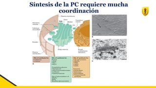 Síntesis de la PC requiere mucha
coordinación
 