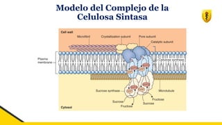 Modelo del Complejo de la
Celulosa Sintasa
 