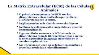La Matrix Extracelular (ECM) de las Células
Animales
•El principal componente del ECM son las
glicoproteínas y otras moléculas que contienen
CHO secretadas por la célula.
•La glicoproteína más abundante es el colágeno
•La fibras de colágeno están embebidas en una red
de proteoglicanos.
•Algunas células se unen a la ECM a través de
glicoproteínas como la fibronectina. Estas a su vez
se unen a proteínas integrinas embebidas en la
membrana plasmática.
•Las integrinas se unen en su lado citoplasmático a
proteínas asociadas a microfilamentos
 