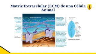 Matriz Extracelular (ECM) de una Célula
Animal
 