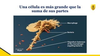 Una célula es más grande que la
suma de sus partes
 