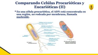 Comparando Celúlas Procarióticas y
Eucarióticas (II)
•En una célula procariótica, el ADN está concentrada en
una región, no rodeada por membrana, llamada
nucleoide.
 