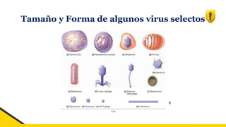 Tamaño y Forma de algunos virus selectos
 
