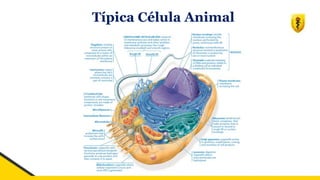 Típica Célula Animal
 