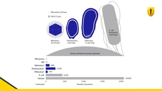 CM3-Célula-Procariótica-Eucariótica-Virus.pdf