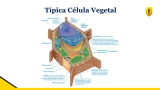 Típica Célula Vegetal
 