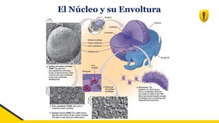 El Núcleo y su Envoltura
 