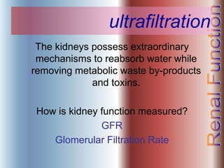 ultrafiltration
The kidneys possess extraordinary
mechanisms to reabsorb water while
removing metabolic waste by-products
and toxins.
How is kidney function measured?
GFR
Glomerular Filtration Rate
 