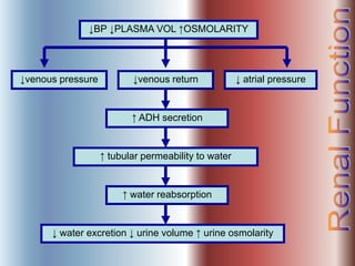 ↓BP ↓PLASMA VOL ↑OSMOLARITY
↓venous pressure ↓venous return ↓ atrial pressure
↑ ADH secretion
↑ tubular permeability to water
↑ water reabsorption
↓ water excretion ↓ urine volume ↑ urine osmolarity
 