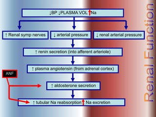 ↓BP ↓PLASMA VOL ↓Na
↑ Renal symp nerves ↓ renal arterial pressure
↑ renin secretion (into afferent arteriole)
↑ plasma angiotensin (from adrenal cortex)
↑ aldosterone secretion
↑ tubular Na reabsorption ↓ Na excretion
↓ arterial pressure
ANF
 