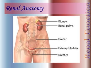 Renal Anatomy
 