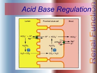 Acid Base Regulation
 