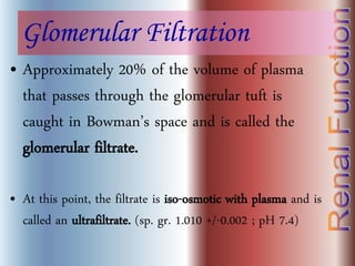 Glomerular Filtration
• Approximately 20% of the volume of plasma
that passes through the glomerular tuft is
caught in Bowman’s space and is called the
glomerular filtrate.
• At this point, the filtrate is iso-osmotic with plasma and is
called an ultrafiltrate. (sp. gr. 1.010 +/-0.002 ; pH 7.4)
 