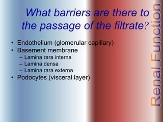 What barriers are there to
the passage of the filtrate?
• Endothelium (glomerular capillary)
• Basement membrane
– Lamina rara interna
– Lamina densa
– Lamina rara externa
• Podocytes (visceral layer)
 