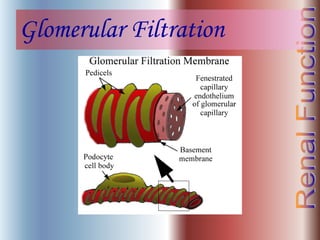 Glomerular Filtration
 