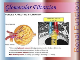 Glomerular Filtration
 