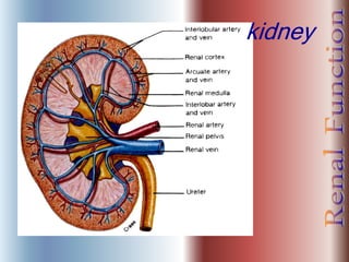 kidney
 