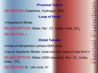 •Proximal Tubule
SECRETION: Creatinine, Hydrogen, PAH
•Loop of Henle
Hypertonic filtrate
REABSORPTION: Water, Na+, Cl-, Urate, Urea, CO2
SECRETION: --
•Distal Tubules
Area of dehydration (where ADH acts)
Iso or hypotonic filtrate; most common area of cast form’n
REABSORPTION: Water (ADH required), Na+, Cl-, Urate,
Urea, CO2
SECRETION: K+, Uric Acid, H+
 